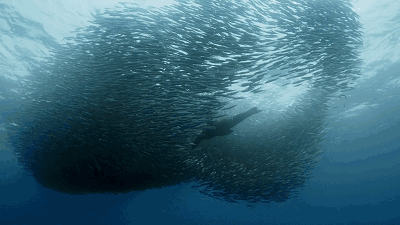 沙丁鱼和捕食者的智慧斗争