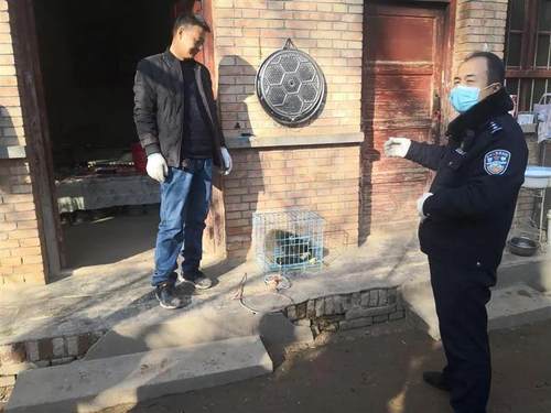 泾川警民联手救助国家二级保护野生动物果子狸