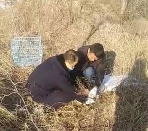 泾川警民联手救助国家二级保护野生动物果子狸