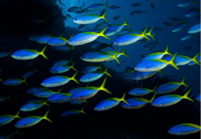 研究发现热带鱼群因海洋酸化和气候变暖而受到破坏