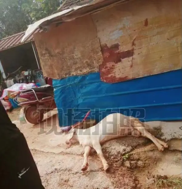 山羊拱舔黄土堆后死去，蹊跷事牵出非法倾倒危废环境污染案