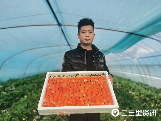 從白領(lǐng)上班族到田間種植戶“草莓小哥”帶動了一批農(nóng)民致富