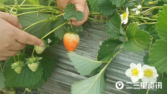 从白领上班族到田间种植户“草莓小哥”带动了一批农民致富