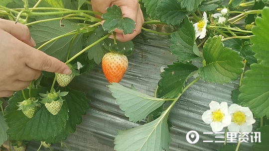 從白領上班族到田間種植戶“草莓小哥”帶動了一批農(nóng)民致富