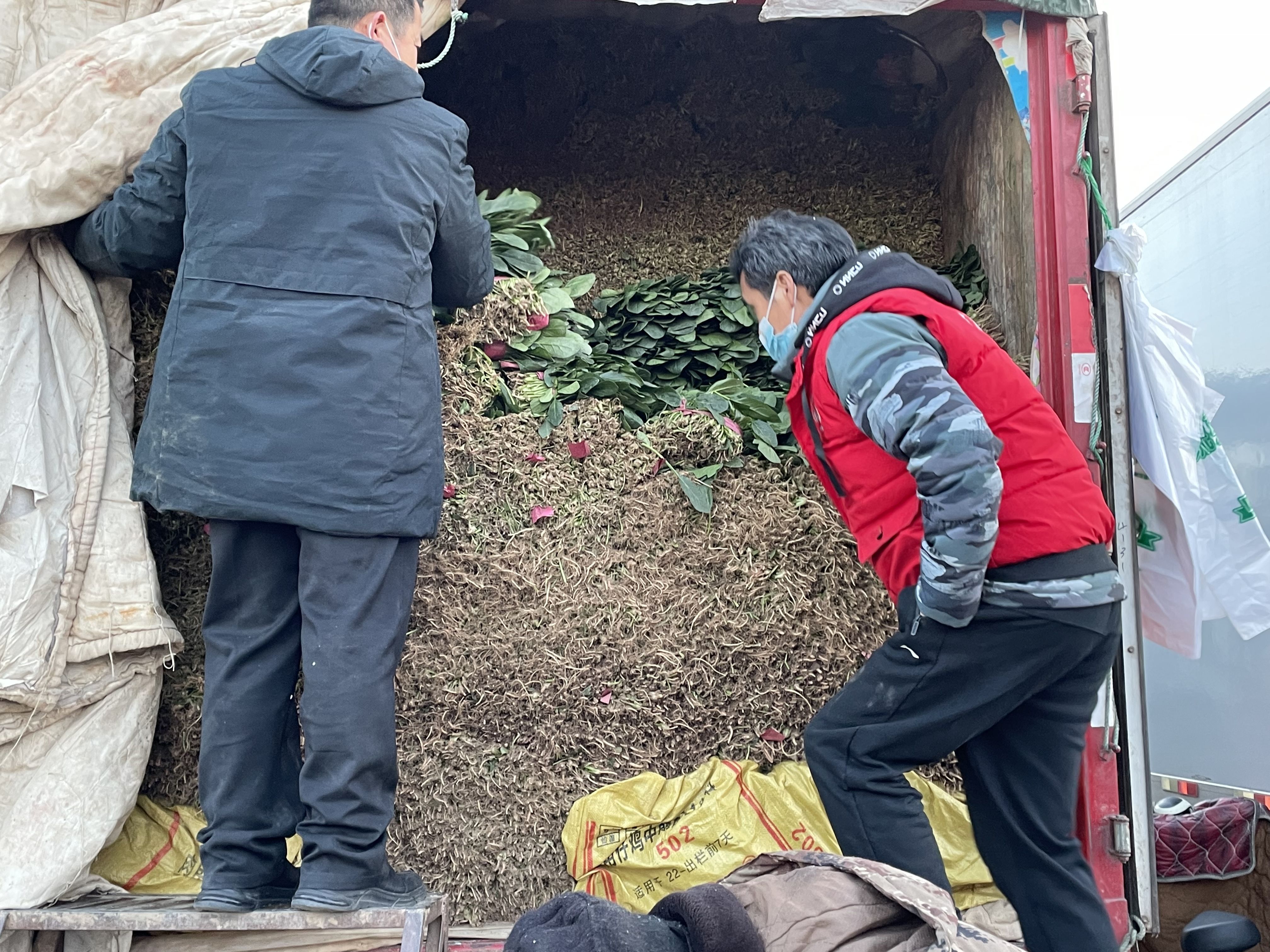 春節(jié)將近 水洗菠菜需求增大價格微漲