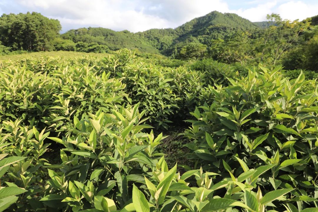 白沙：推动中医药事业高质量发展
