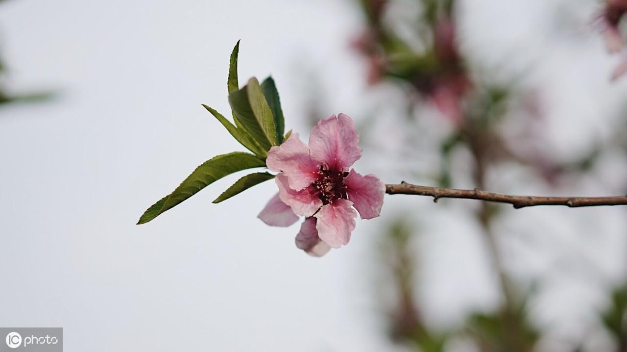 《唐诗三百首》之王维篇：29首美诗，永远的珍藏