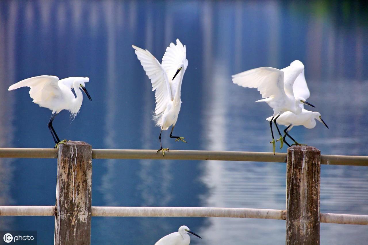 《唐诗三百首》之王维篇：29首美诗，永远的珍藏